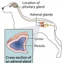부신메디칼 이미지