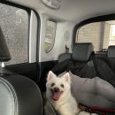 [경기/고양/양주] 반려견 놀이터 고양 피터 펫츠🐶, 양주 브루하하🐶