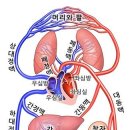인체내 혈액 순환 물의 순환 이미지