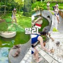발리호텔 | 발리 호텔 추천 파드마리조트 우붓 액티비티 체험 후기