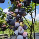 초이스 연구소 이미지