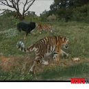 대신양은 이미지