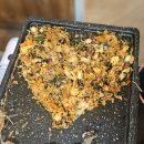 여수새조개 행운무궁화 | 여수새조개 맛집 여수새조개행운무궁화 부모님이 극찬하신 오마카세