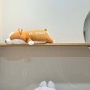 광주미의원 | 광주 미의원/광주 서구 농성동/정보