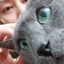 나만 없어 고양이 이미지