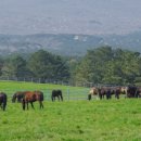 초지축산 이미지