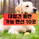 카오스371 | 국내 대형견 동반 가능 펜션 10곳