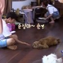 순심이 이미지