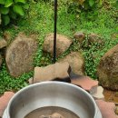 아남농장 이미지