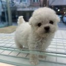 딱풀통신 | 용인강아지분양 고민하다 직접 다녀온 펫아미 용인점 후기