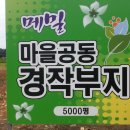 영월 의로운호랑이마을 공동경작지 메밀밭 2013.09.03. 주천묵집 옆 이미지