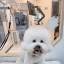 헤어 컹컹 이미지