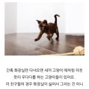 우다다 이미지