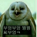 미브