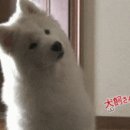 진미숯불갈비