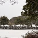 나드리 애견 | 제주 3박 4일 애견동반 여행 2일차 (feat 눈 내리는 제주 비오토피아, 수리남촬영지, 혁이네수산)