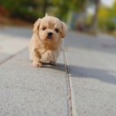 하남강아지 이미지