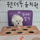원더독 이미지