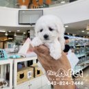 보노펫(BONO PET) | 귀엽고 활발한 비숑프리제 보노, 소중한 가족이 되었습니다