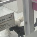 메리그루밍 이미지