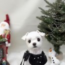 우리생협(중동시장점) | 파밀리아 부천 중동 애견미용센터 입질있는 말티즈도 가능했던 피어프리 반려견 미용샵