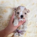 소망켄넬 이미지