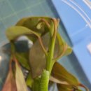 청띠제비나비 애벌레 2025.10.15. 이미지