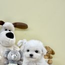 멍멍앤쿡 이미지