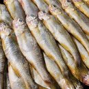 진도멸치 이미지