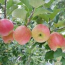 손가네농장 이미지