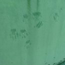 고양이발자국 이미지