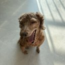 미용해·독 | 베라스 방수 반려동물 이발기 애견 셀프 미용 내돈내산 후기