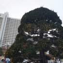 소노펠리체 비발디파크 이미지