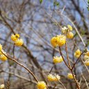 삼지닥나무 Edgeworthia chrysantha Lindl. 이미지