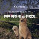 호서대입구 | 야경이 예쁜 충남 천안 천호지 근린공원 산책로 추천, 반려견과 함께가기 좋아요! 길거리 버스킹까지...