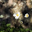 호숫가의 풍경 이미지