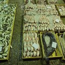 ✅️3/22일 목포수협선어위판장, 참돔이 대박입니다. 지금 가장 맛있는철이 바로 참돔입니다. 이미지