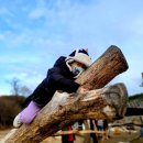 양평양떼목장 이미지