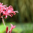 물의 요정처럼 아름다운 백합 :건지백합(Guernsey Lily) 이미지