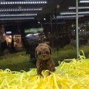 멍멍이냥 이미지