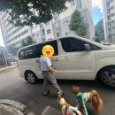 가자 펫 택시 이미지