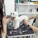 김쌤애견 이미지