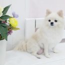 소답동237 이미지