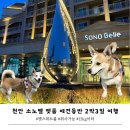 태리펫 | 천안 소노벨 펫룸 애견동반 숙소 후기