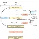 오탄당인산경로 이미지