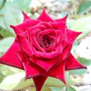 강남-135 이미지