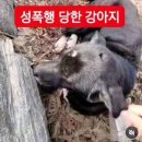 현재 김포에 강아지 고양이 성폭행 하고다니는 인간이 있다고 합니다 (잔혹한 사진x) 이미지