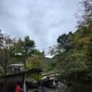 초리 포레스트 이미지