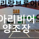 정선 아리랑브루어리 아리비어 후기, 맥주 한 모금에 여행 감성이 발효된 날
