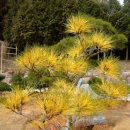 황금소나무집 이미지